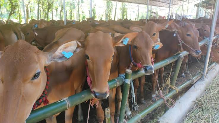 Ilustrasi bantuan sapi di Kepulauan Meranti